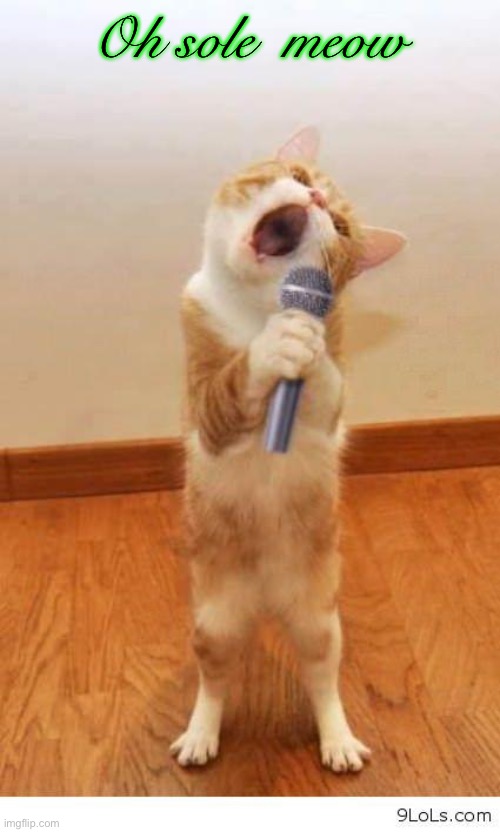 Cat Singer | Oh sole  meow | image tagged in cat singer | made w/ Imgflip meme maker