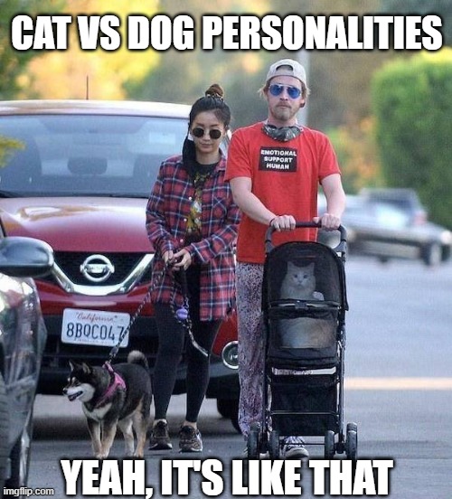 This hurts my eyes | CAT VS DOG PERSONALITIES; YEAH, IT'S LIKE THAT | image tagged in cats,dogs,pets,relationships,hippies | made w/ Imgflip meme maker