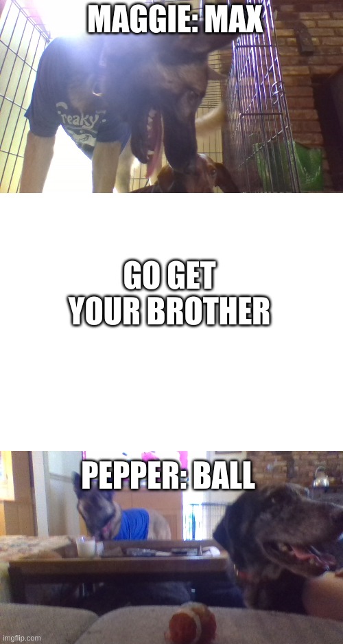 MAGGIE: MAX; GO GET YOUR BROTHER; PEPPER: BALL | image tagged in blank white template | made w/ Imgflip meme maker