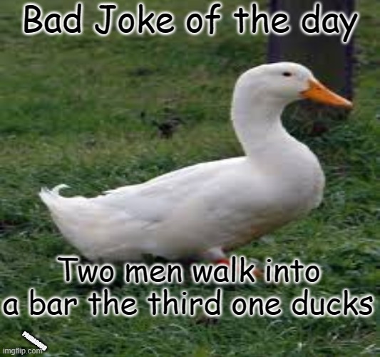 Bad pun of the day | Bad Joke of the day; Two men walk into a bar the third one ducks; PANDADOUD | image tagged in bad joke of the day,bad puns are bad | made w/ Imgflip meme maker