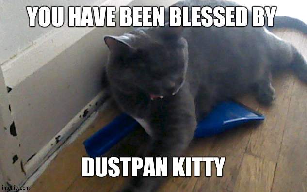 YOU HAVE BEEN BLESSED BY; DUSTPAN KITTY | image tagged in cats | made w/ Imgflip meme maker