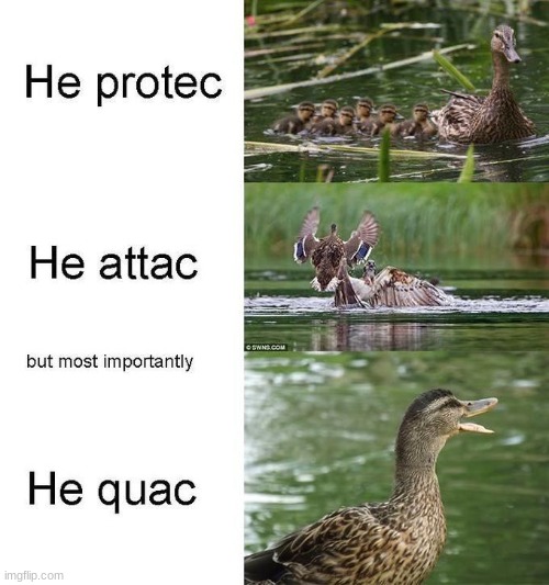 QUACK | image tagged in thebestmememakerever | made w/ Imgflip meme maker