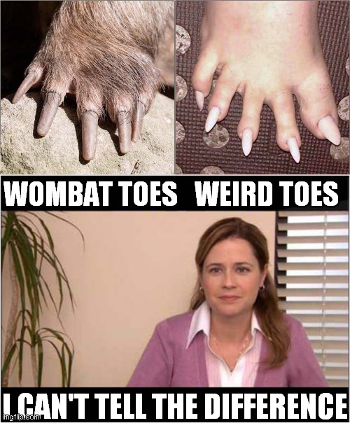 Nature Is Too Weird | WOMBAT TOES   WEIRD TOES; I CAN'T TELL THE DIFFERENCE | image tagged in fun,wombat,feet,they're the same picture | made w/ Imgflip meme maker