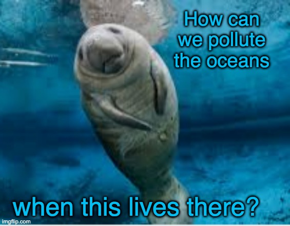 Cute Manatee wants to know | How can we pollute the oceans; when this lives there? | image tagged in baby manatee angel,manatee,ocean,pollution | made w/ Imgflip meme maker