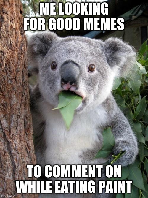 Surprised Koala Meme | ME LOOKING FOR GOOD MEMES; TO COMMENT ON WHILE EATING PAINT | image tagged in memes,surprised koala | made w/ Imgflip meme maker