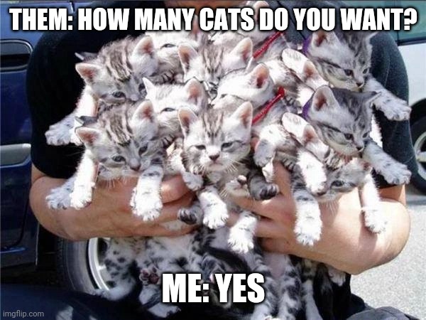 How many cats | THEM: HOW MANY CATS DO YOU WANT? ME: YES | image tagged in cat,funny | made w/ Imgflip meme maker