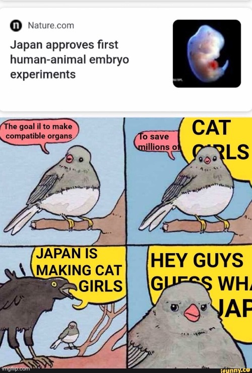 What weebs see | image tagged in funny,memes,comics/cartoons,cat girls | made w/ Imgflip meme maker