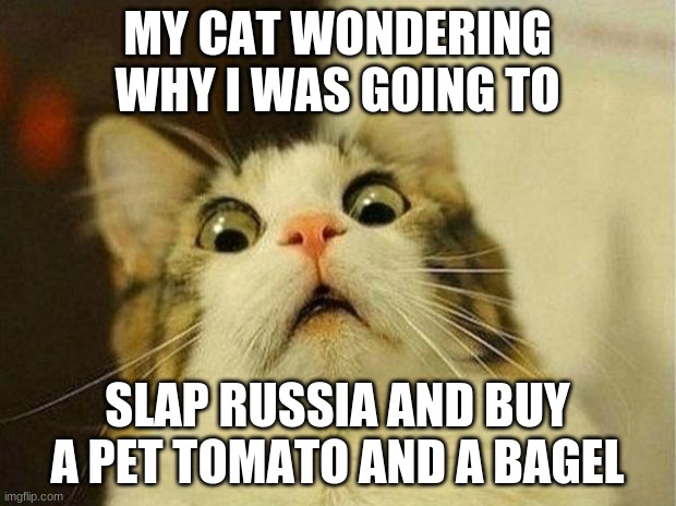 Scared Cat | MY CAT WONDERING WHY I WAS GOING TO; SLAP RUSSIA AND BUY A PET TOMATO AND A BAGEL | image tagged in memes,scared cat | made w/ Imgflip meme maker