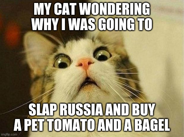 Scared Cat Meme | MY CAT WONDERING WHY I WAS GOING TO; SLAP RUSSIA AND BUY A PET TOMATO AND A BAGEL | image tagged in memes,scared cat | made w/ Imgflip meme maker