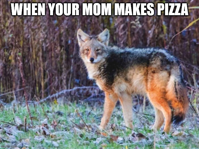 coywolf likes pizza | WHEN YOUR MOM MAKES PIZZA | image tagged in coywolf,pizza,mom makes pizza | made w/ Imgflip meme maker