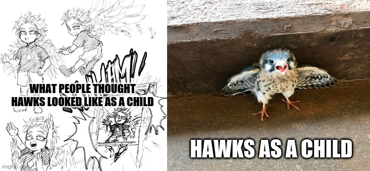 Hawks as a child | WHAT PEOPLE THOUGHT HAWKS LOOKED LIKE AS A CHILD; HAWKS AS A CHILD | image tagged in boku no hero academia | made w/ Imgflip meme maker