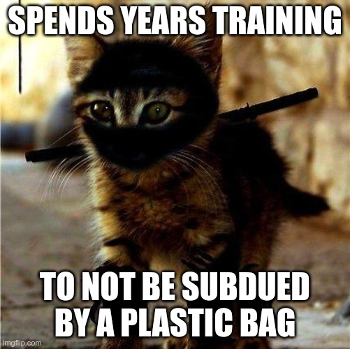 The Way of The Ninjat 2 | SPENDS YEARS TRAINING; TO NOT BE SUBDUED BY A PLASTIC BAG | image tagged in ninja cat | made w/ Imgflip meme maker