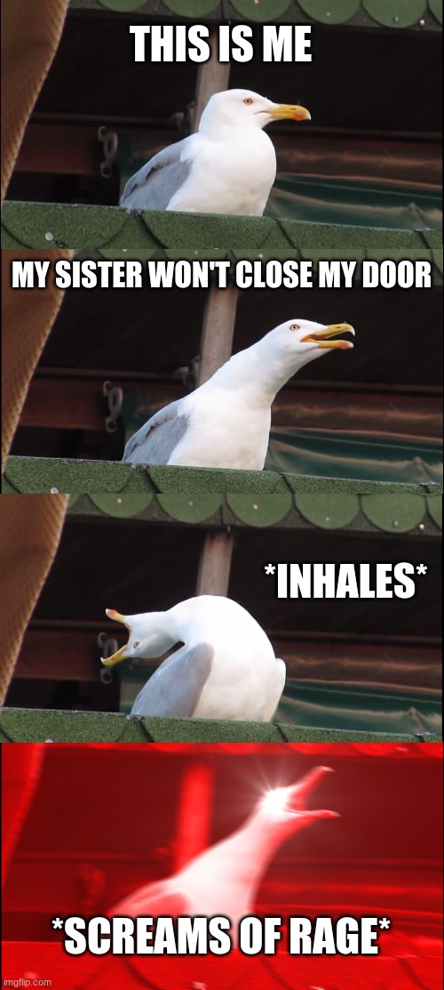 *Inhales* | THIS IS ME; MY SISTER WON'T CLOSE MY DOOR; *INHALES*; *SCREAMS OF RAGE* | image tagged in memes,inhaling seagull | made w/ Imgflip meme maker