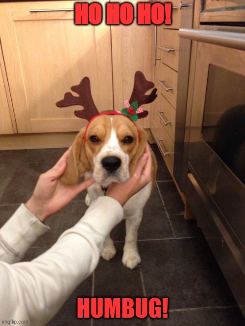 Grumpy Beagle Hates cristmas | HO HO HO! HUMBUG! | image tagged in grumpy beagle hates cristmas | made w/ Imgflip meme maker
