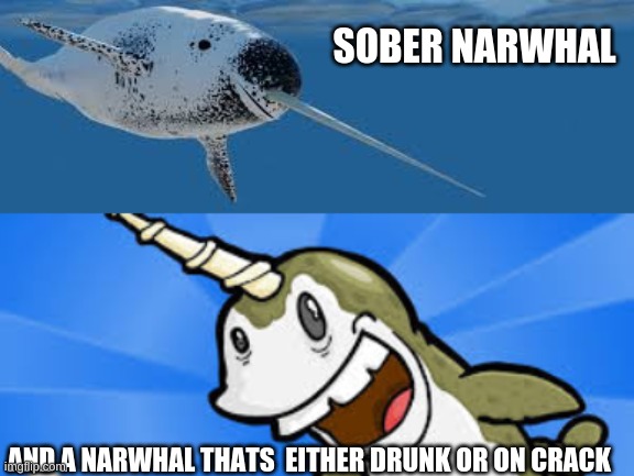 SOBER NARWHAL; AND A NARWHAL THATS  EITHER DRUNK OR ON CRACK | made w/ Imgflip meme maker