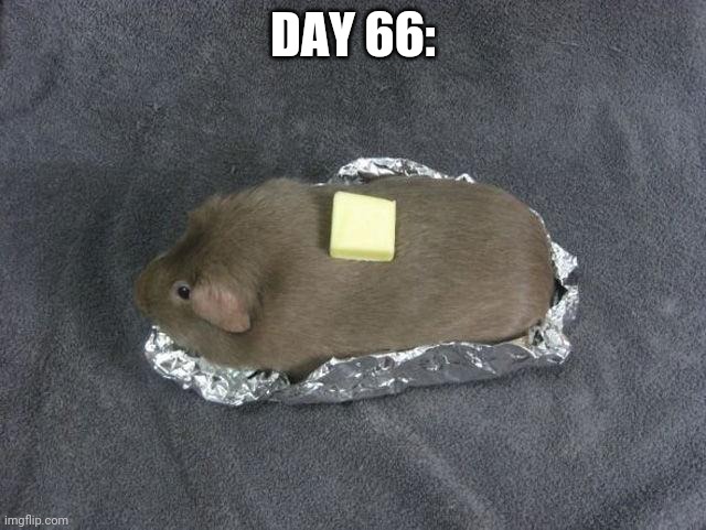 Baked potato Guinea pig | DAY 66: | image tagged in baked potato guinea pig | made w/ Imgflip meme maker