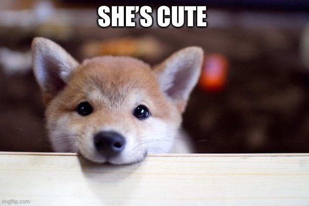 cute dog | SHE’S CUTE | image tagged in cute dog | made w/ Imgflip meme maker