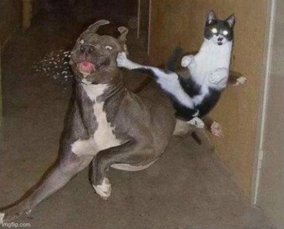 Cat Kicking Dog | image tagged in cat kicking dog | made w/ Imgflip meme maker
