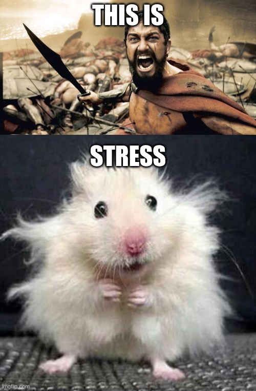 THIS IS; STRESS | image tagged in memes,sparta leonidas,stressed mouse | made w/ Imgflip meme maker