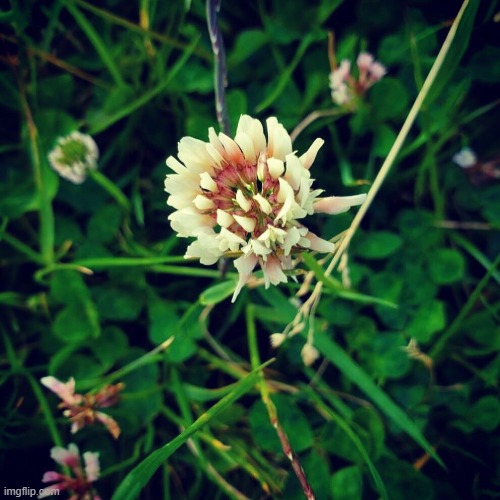 flower | made w/ Imgflip meme maker