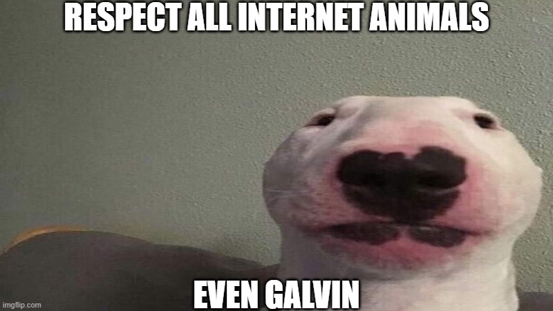 walter | RESPECT ALL INTERNET ANIMALS; EVEN GALVIN | image tagged in walter | made w/ Imgflip meme maker