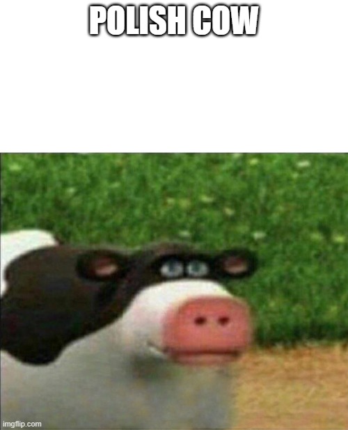 Perhaps cow | POLISH COW | image tagged in perhaps cow | made w/ Imgflip meme maker