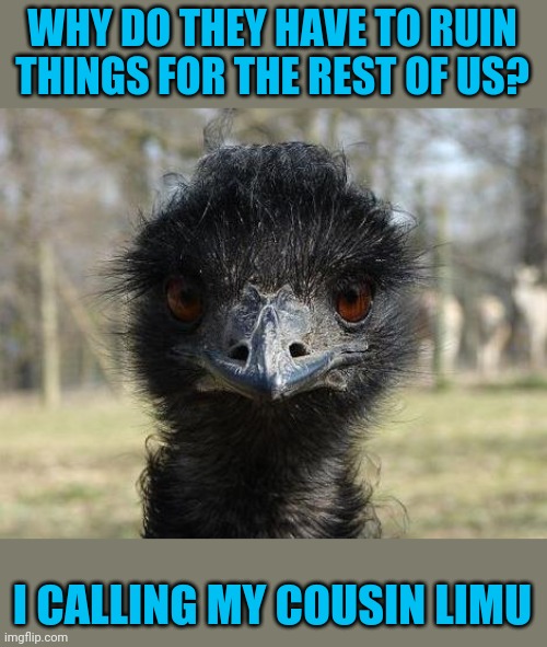 Bad News Emu | WHY DO THEY HAVE TO RUIN THINGS FOR THE REST OF US? I CALLING MY COUSIN LIMU | image tagged in bad news emu | made w/ Imgflip meme maker