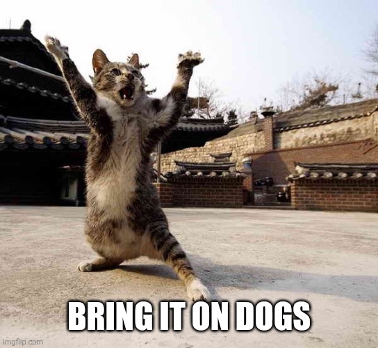 Ninja cat in stance | BRING IT ON DOGS | image tagged in ninja cat in stance | made w/ Imgflip meme maker