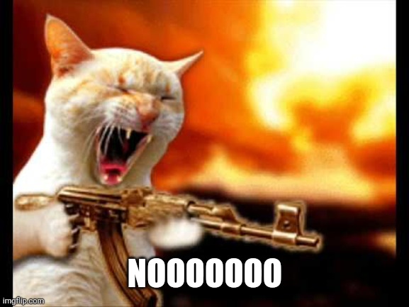 cat with gun | NOOOOOOO | image tagged in cat with gun | made w/ Imgflip meme maker