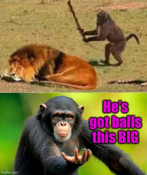 Small brains but big balls. | He’s got balls this BIG | image tagged in monkey business,balls,memes,funny | made w/ Imgflip meme maker