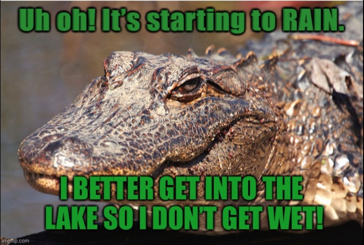 Florida Knows What I’m Talking About... | image tagged in gators,aligator,gator,alligators,rain,funny memes | made w/ Imgflip meme maker