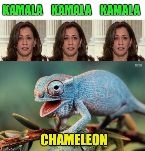 Oh boy, George | KAMALA    KAMALA    KAMALA; CHAMELEON | image tagged in guffaw chameleon,kamala harris | made w/ Imgflip meme maker
