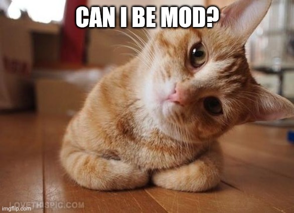 Curious Question Cat | CAN I BE MOD? | image tagged in curious question cat | made w/ Imgflip meme maker
