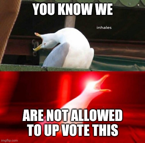 Inhaling Seagull  | YOU KNOW WE ARE NOT ALLOWED TO UP VOTE THIS | image tagged in inhaling seagull | made w/ Imgflip meme maker