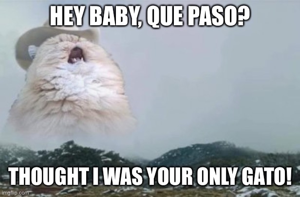 Mariachi Cat | HEY BABY, QUE PASO? THOUGHT I WAS YOUR ONLY GATO! | image tagged in mariachi cat | made w/ Imgflip meme maker