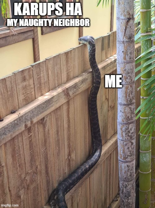 Shine the cobra | KARUPS HA; MY NAUGHTY NEIGHBOR; ME | image tagged in python looking over fence,fun,memes | made w/ Imgflip meme maker