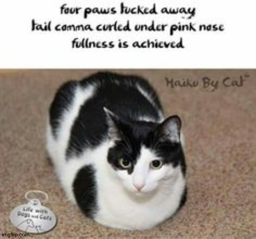 I liked that haiku | image tagged in cats,haiku | made w/ Imgflip meme maker