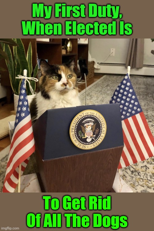 I intend to make this a dog-free world and legalize catnip. Vote for me and we promise we'll be loyal to you. The Presmewdent | My First Duty, When Elected Is; To Get Rid Of All The Dogs | image tagged in memes,cats,presidential alert,dogs,animals,vote for the cat | made w/ Imgflip meme maker