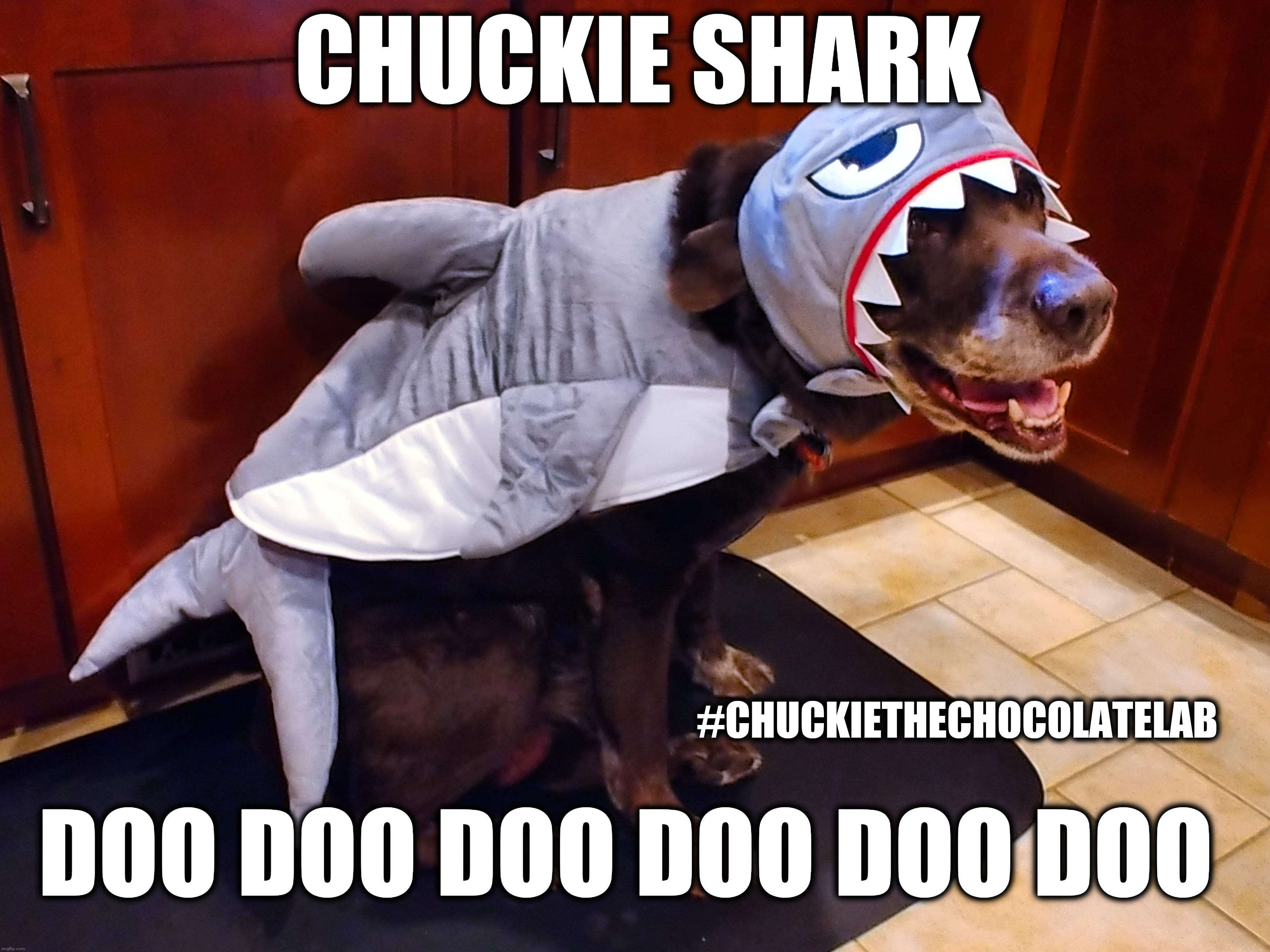 Chuckie the Chocolate Lab Shark | CHUCKIE SHARK; #CHUCKIETHECHOCOLATELAB; DOO DOO DOO DOO DOO DOO | image tagged in chuckie the chocolate lab,costume,baby shark,halloween,dog,funny | made w/ Imgflip meme maker