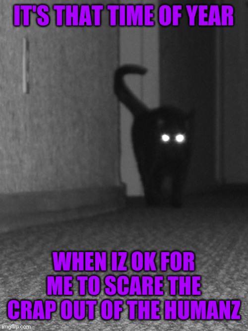 CREEPY KITTY | IT'S THAT TIME OF YEAR; WHEN IZ OK FOR ME TO SCARE THE CRAP OUT OF THE HUMANZ | image tagged in cats,funny cats,halloween,spooktober | made w/ Imgflip meme maker