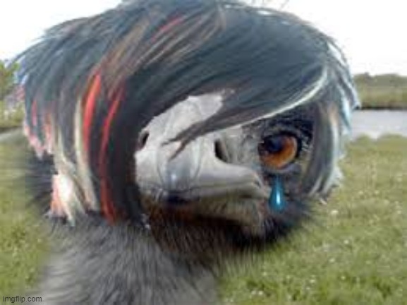Emu Emu | image tagged in emu emu | made w/ Imgflip meme maker