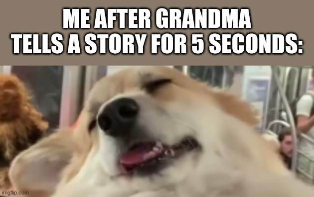  ME AFTER GRANDMA TELLS A STORY FOR 5 SECONDS: | image tagged in corgi,dogs,sleepy dog,memes,funny,grandma | made w/ Imgflip meme maker