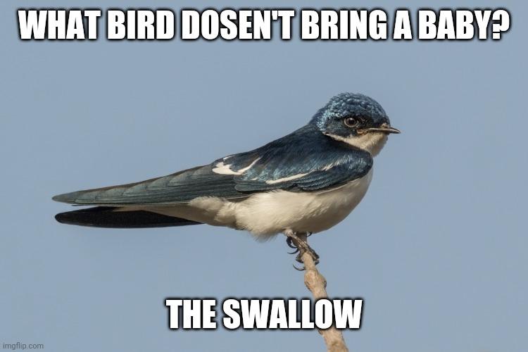 The Swallow | WHAT BIRD DOSEN'T BRING A BABY? THE SWALLOW | image tagged in the swallow | made w/ Imgflip meme maker