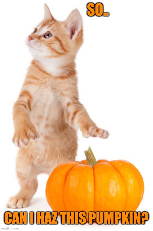 SURE | SO.. CAN I HAZ THIS PUMPKIN? | image tagged in cats,funny cats,pumpkin | made w/ Imgflip meme maker