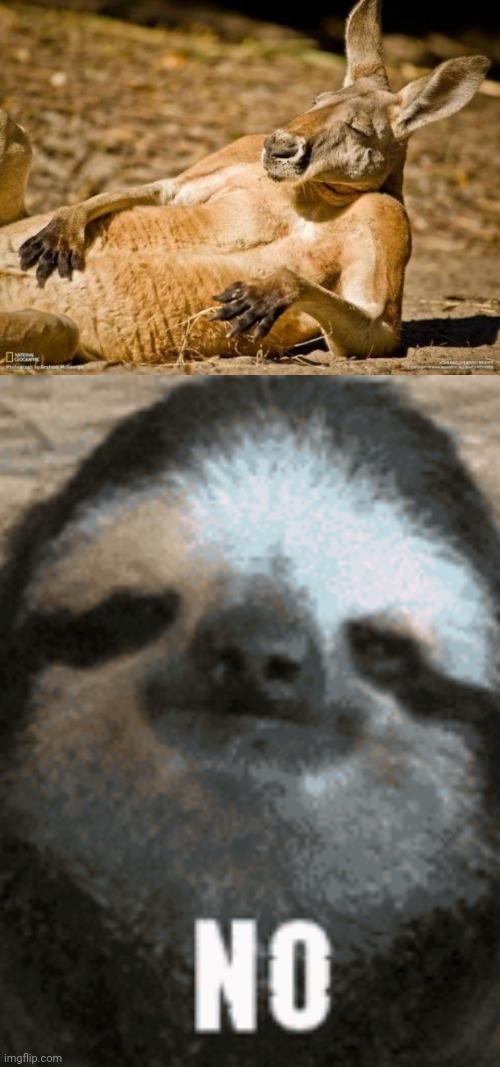 ...no. | image tagged in chillin kangaroo,funny,meme,how about no,no,sloth | made w/ Imgflip meme maker