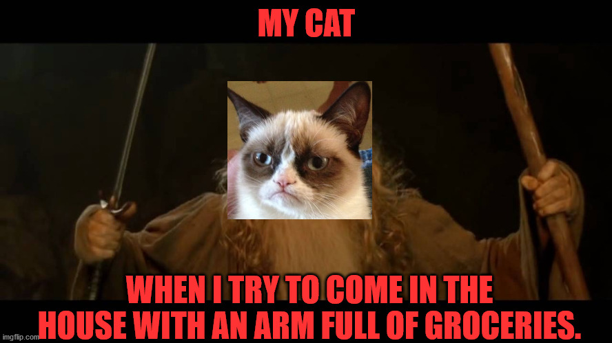 Gandalf Cat | MY CAT; WHEN I TRY TO COME IN THE HOUSE WITH AN ARM FULL OF GROCERIES. | image tagged in gandalf - you shall not pass,grumpy cat | made w/ Imgflip meme maker