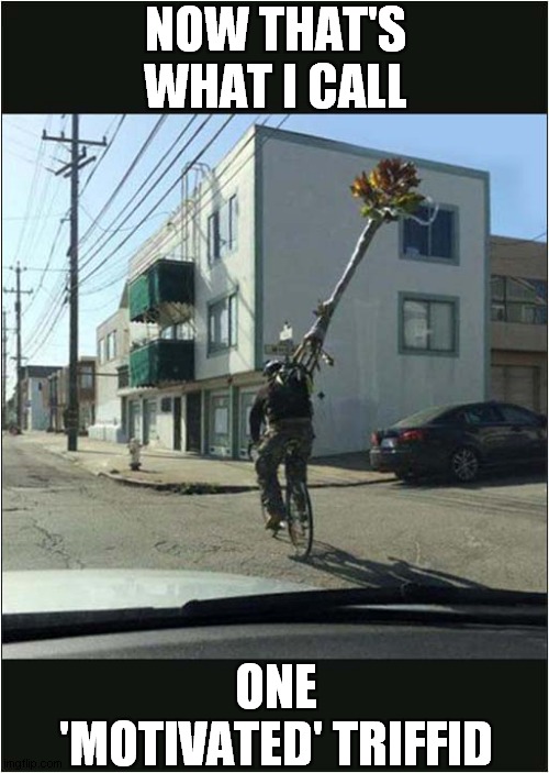 Triffids Also Hate Cyclists | NOW THAT'S WHAT I CALL; ONE 'MOTIVATED' TRIFFID | image tagged in fun,cycling,triffid,frontpage | made w/ Imgflip meme maker