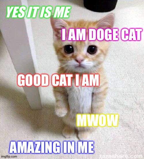 Cute Cat Meme | I AM DOGE CAT; YES IT IS ME; GOOD CAT I AM; MWOW; AMAZING IN ME | image tagged in memes,cute cat | made w/ Imgflip meme maker