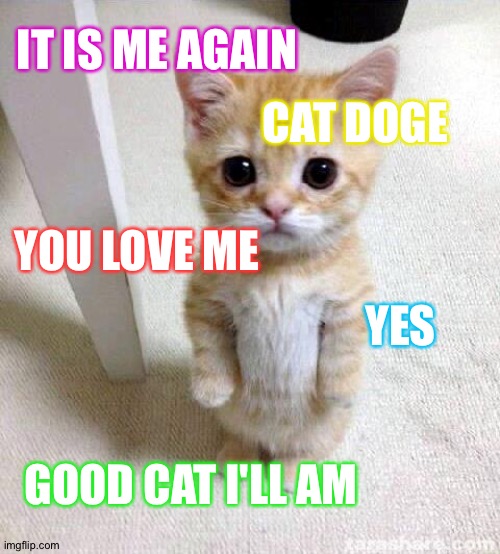 Cute Cat Meme | CAT DOGE; IT IS ME AGAIN; YOU LOVE ME; YES; GOOD CAT I'LL AM | image tagged in memes,cute cat | made w/ Imgflip meme maker