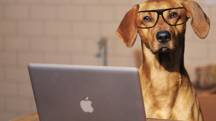 smart dog computer dog Blank Meme Template